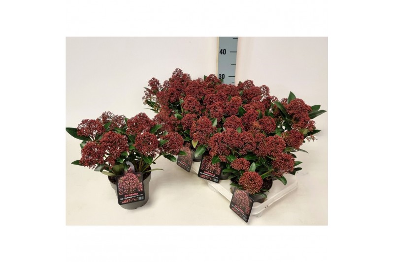 Skimmia japonica rubesta cuba Skimmia jap. Rubesta P136 bl. 