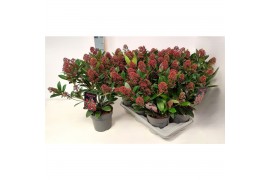 Skimmia japonica rubella Skimmia jap. Rubella P1715 bl.