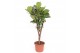 Ficus lyrata Ficus lyrata stam vertakt1 pp 