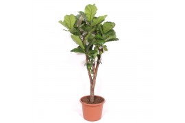Ficus lyrata Ficus lyrata stam vertakt1 pp