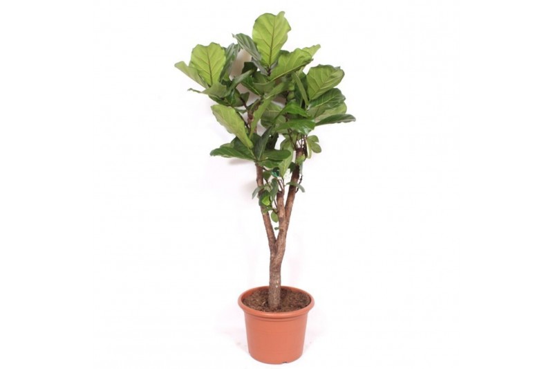 Ficus lyrata Ficus lyrata stam vertakt1 pp 