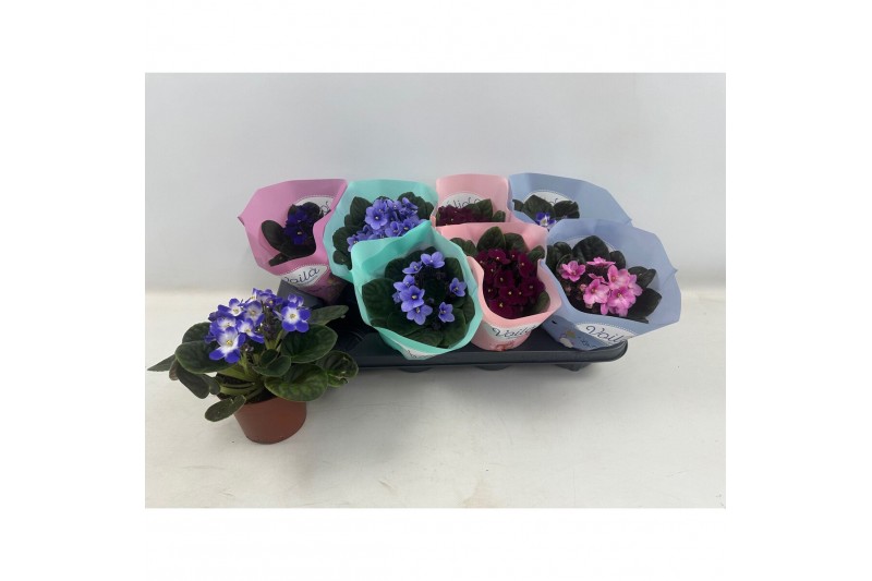 Saintpaulia mix Voila la Fleur 