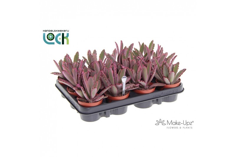 Kalanchoe tomentosa Kalanchoe Tomentosa Make Upz Rozepp 
