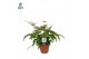 Adiantum scutum roseum Adiantum roseum - Air So Pure15 cm diameter 
