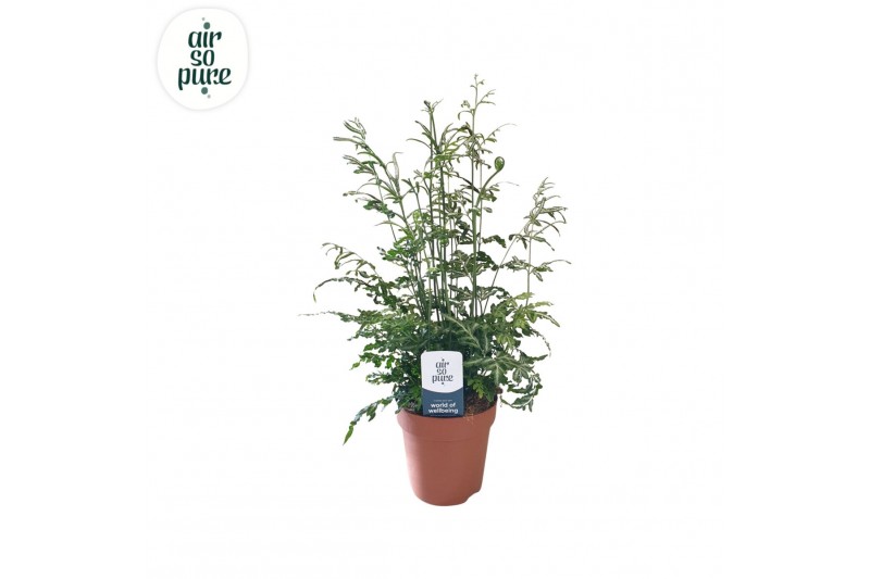 Pteris ensiformis evergemiensis Pteris evergemiensis -Air So Pure15 cm 