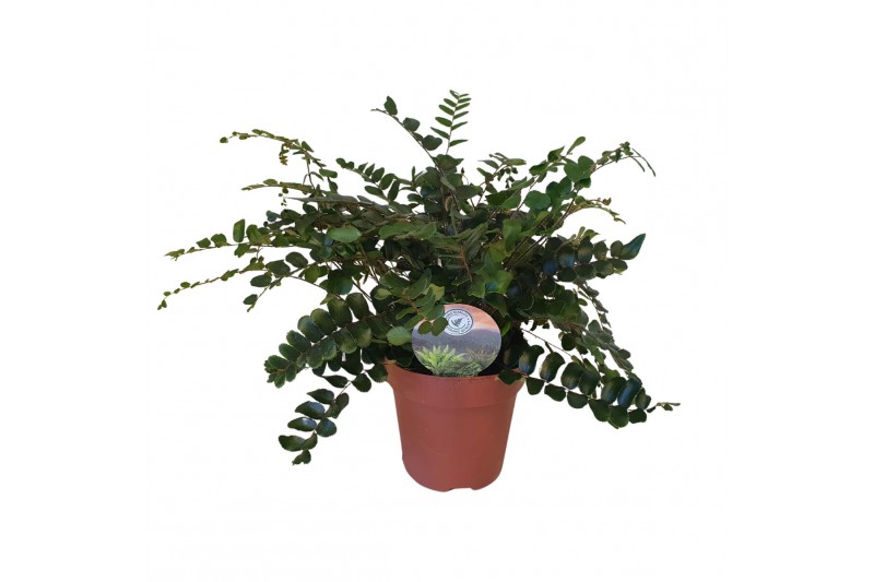 Pellaea rotundifolia Pellaea rotundifolia15 cm diameter 