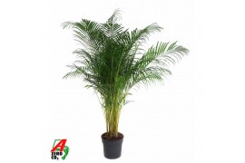 Dypsis lutescens Dypsis Lutescens(Areca) P3420 pp
