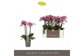 Phalaenopsis multiflora bubbles Optimost Bubbles 4 spike40 bl. 4 tak/p