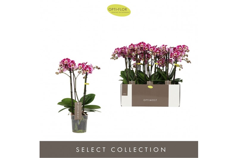 Phalaenopsis multiflora bubbles Optimost Bubbles 4 spike40 bl. 4 tak/p 