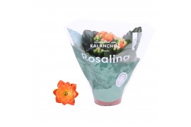 Kalanchoe rosalina don pedro Kalanchoe Rosalina 06cm Don Pedro oranje1