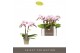Phalaenopsis multiflora Optifriend Alice 2 spike10 bl. 2 tak/plnt 150 