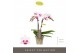 Phalaenopsis multiflora Optifriend Alice 2 spike10 bl. 2 tak/plnt 150 
