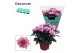 Chrysanthemum ind. dynamic Chrys. ind. Chrysanne® Grandezza Pink3 pp 