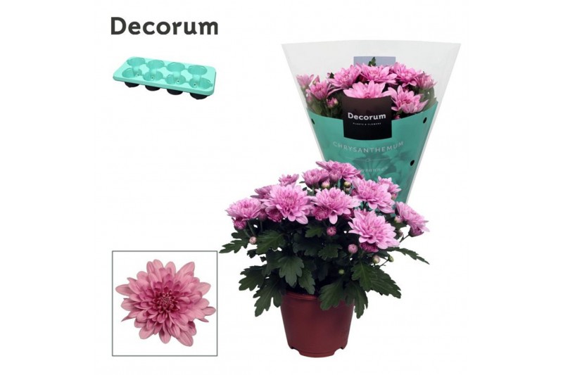 Chrysanthemum ind. dynamic Chrys. ind. Chrysanne® Grandezza Pink3 pp 