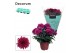 Chrysanthemum chrystal purple Chrys. ind. Chrysanne® Grandezza Purple3 
