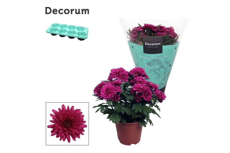 Chrysanthemum chrystal purple Chrys. ind. Chrysanne® Grandezza Purple3 