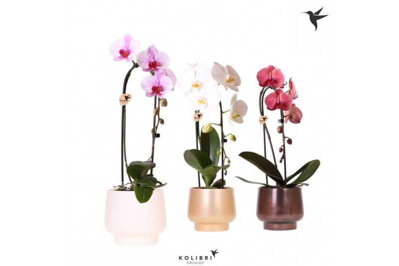 Phalaenopsis elegant cascade Kolibri Orchids Cascade Niagara fall 1 sp 