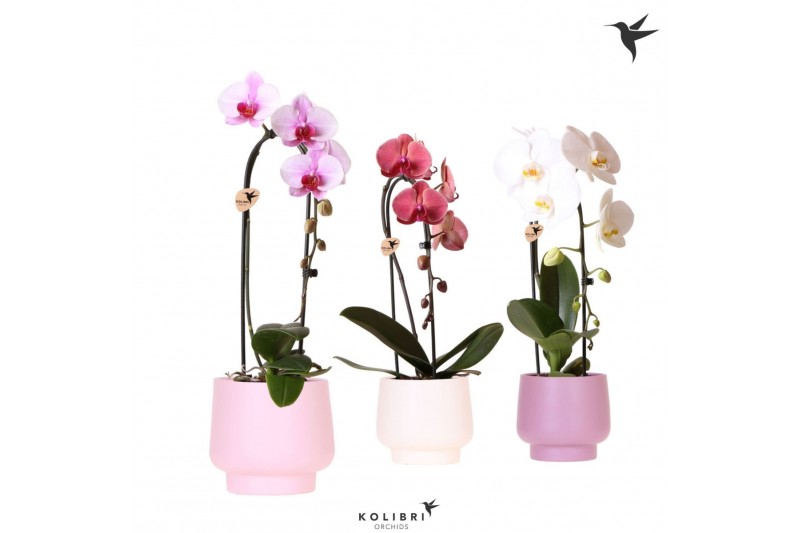 Phalaenopsis elegant cascade Kolibri Orchids Cascade Niagara fall 1 sp 