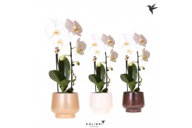 Phalaenopsis elegant cascade Kolibri Orchids Cascade Niagara fall 1 sp