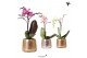 Phalaenopsis mix Kolibri Orchids Phalaenopsis Mix 1 spike in Luxury po 