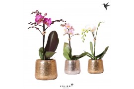 Phalaenopsis mix Kolibri Orchids Phalaenopsis Mix 1 spike in Luxury po
