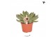 Echeveria Kolibri Greens Succulenten Echeveria Albali1 pp 