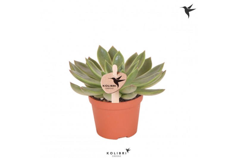 Echeveria Kolibri Greens Succulenten Echeveria Albali1 pp 