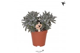 Crassula tarantula Kolibri Greens Succulenten Crassula Tarantula1 pp