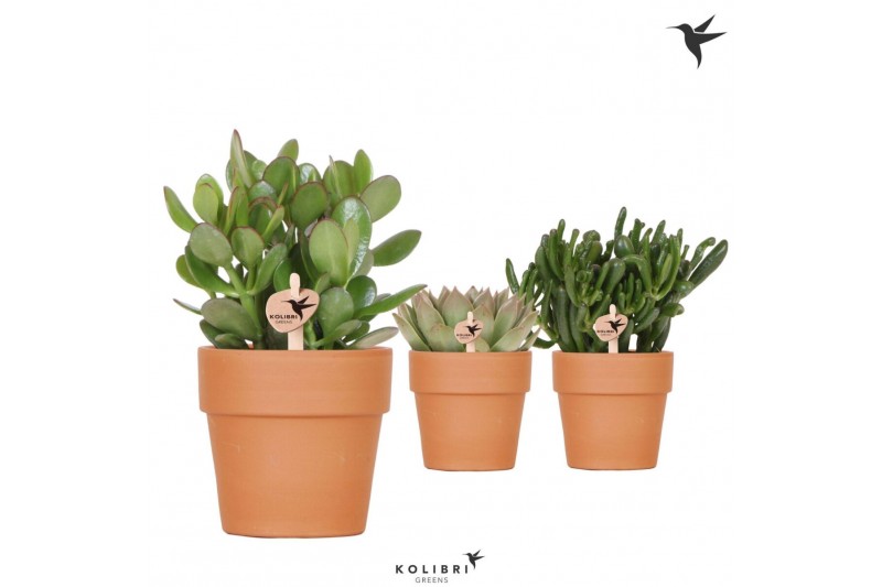 Succulenten mix Kolibri Greens Succulenten mix in Terracotta pot1 pp 