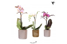 Phalaenopsis mix Kolibri Orchids Phalaenopsis Mix 1 spike in Diamond g