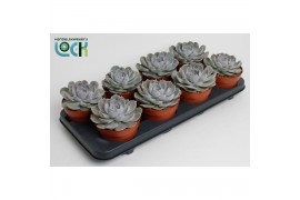 Echeveria zonder bloem Echeveria Minima