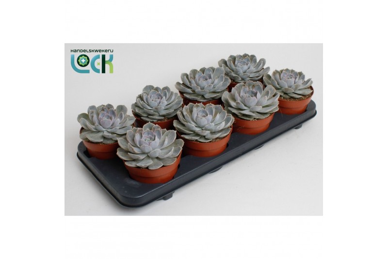 Echeveria zonder bloem Echeveria Minima 