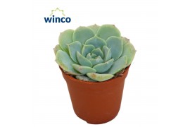 Echeveria Echeveria Haylina1 bl.