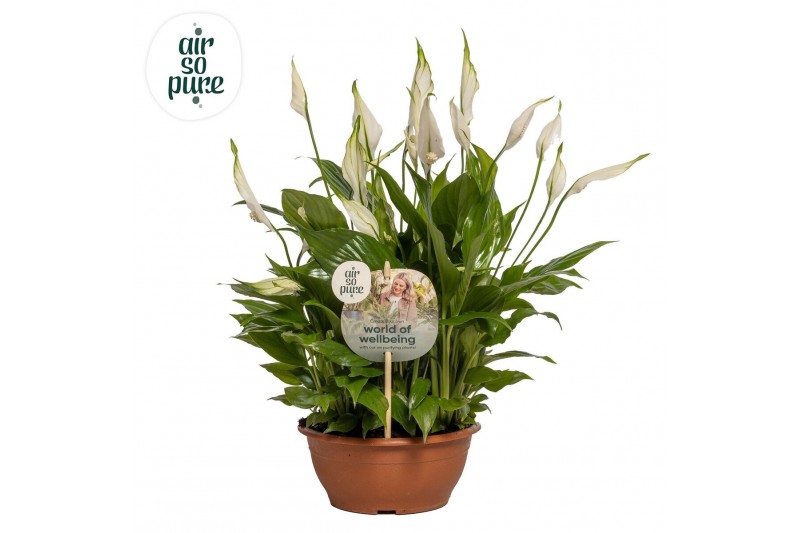 Spathiphyllum chopin 10+ - Steeketiket 