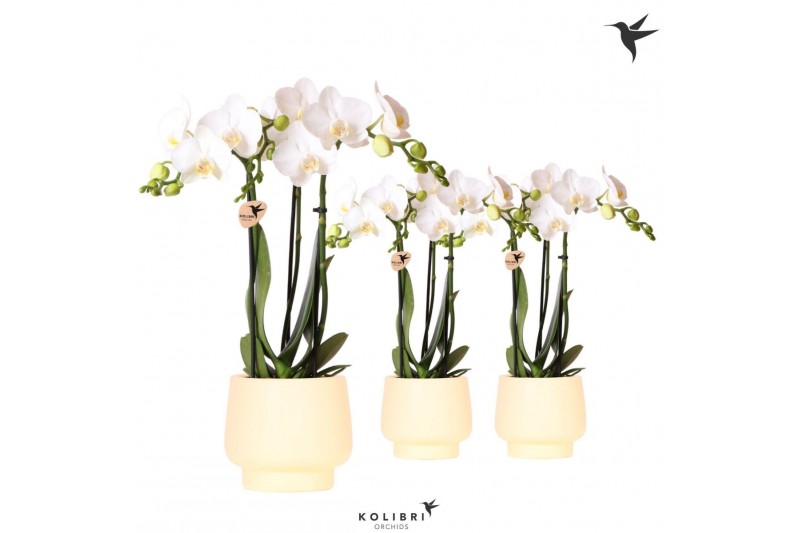 Phalaenopsis multiflora wit Kolibri Orchids Phalaenopsis white 3 spike 