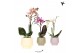 Phalaenopsis mix Kolibri Orchids Phalaenopsis mix 1 spike in Scandic p 