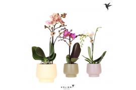 Phalaenopsis mix Kolibri Orchids Phalaenopsis mix 1 spike in Scandic p