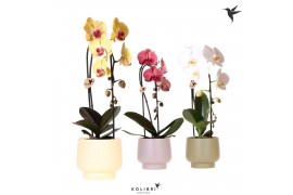 Phalaenopsis elegant cascade Kolibri Orchids Cascade Niagara fall 1 sp