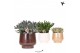 Succulenten mix Kolibri Greens Succulenten mix in Scandic pot gold mix 
