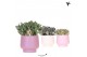 Succulenten mix Kolibri Greens Succulenten mix in Scandic pot pink mix 