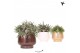 Rhipsalis mix Kolibri Greens Rhipsalis mix in Scandic pot gold mix1 pp 