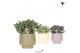 Succulenten mix Kolibri Greens Succulenten mix in Scandic pot green mi 