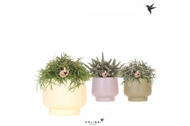 Rhipsalis mix Kolibri Greens Rhipsalis mix in Scandic pot green mix1 p