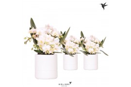 Phalaenopsis Anthura  Nazare Kolibri Orchids Phalaenopsis Nazare 4 spi