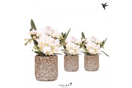 Phalaenopsis Anthura  Nazare Kolibri Orchids Phalaenopsis Nazare 4 spi