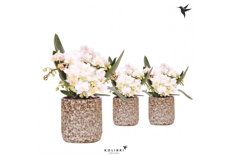 Phalaenopsis Anthura  Nazare Kolibri Orchids Phalaenopsis Nazare 4 spi 