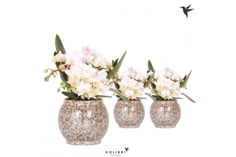 Phalaenopsis Anthura  Nazare Kolibri Orchids Phalaenopsis Nazare 4 spi 