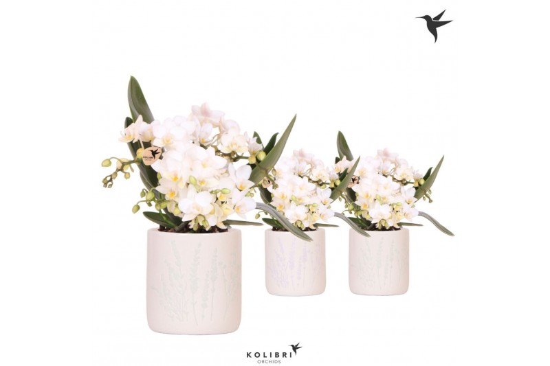 Phalaenopsis Anthura  Nazare Kolibri Orchids Phalaenopsis Nazare 4 spi 