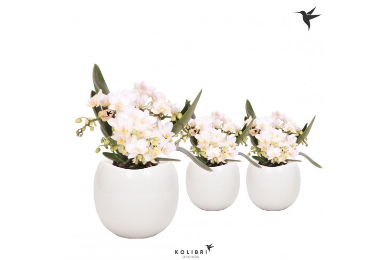 Phalaenopsis Anthura  Nazare Kolibri Orchids Phalaenopsis Nazare 4 spi 