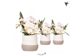 Phalaenopsis Anthura  Nazare Kolibri Orchids Phalaenopsis Nazare 4 spi